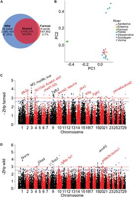 Changed Patterns of Genomic Variation Following Recent Domestication: Selection Sweeps in Farmed Atlantic Salmon